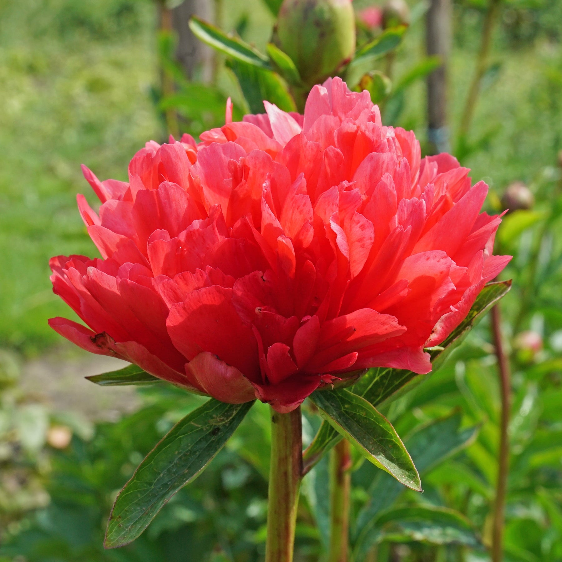 Peony Lorelei