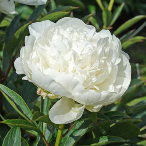 Peony Madame Claude Tain