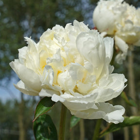 Peony Mary E. Nicholls