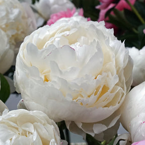 Peony Mary E. Nicholls