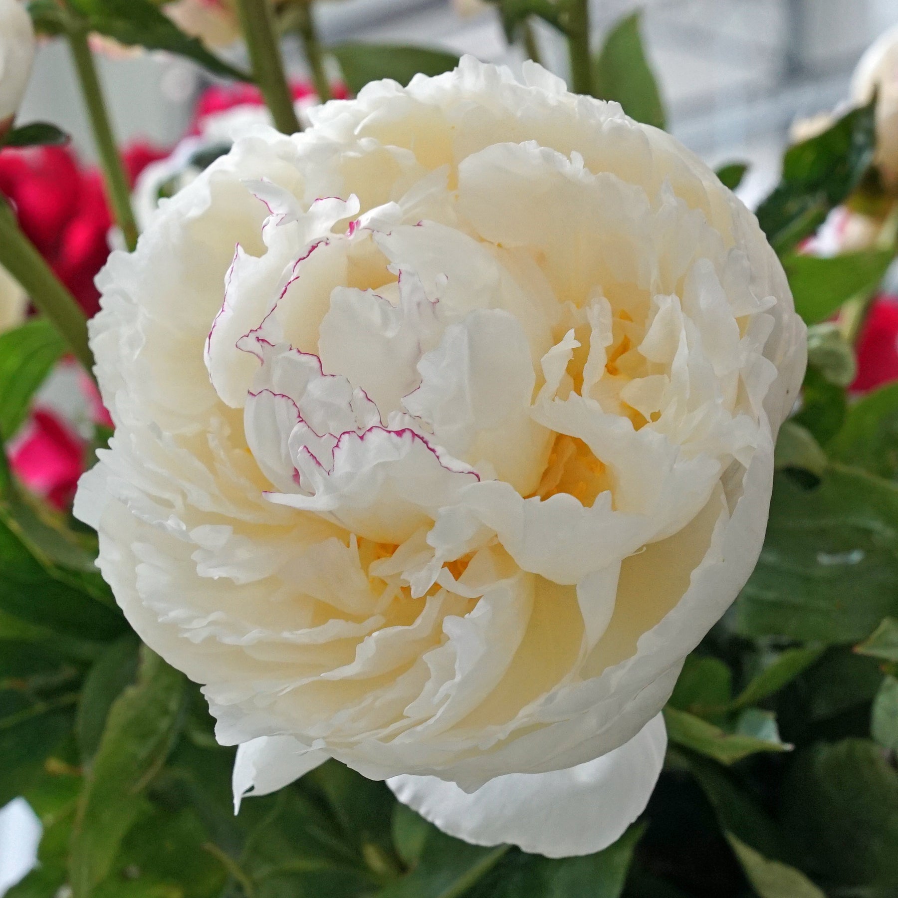 Peony Mary E. Nicholls