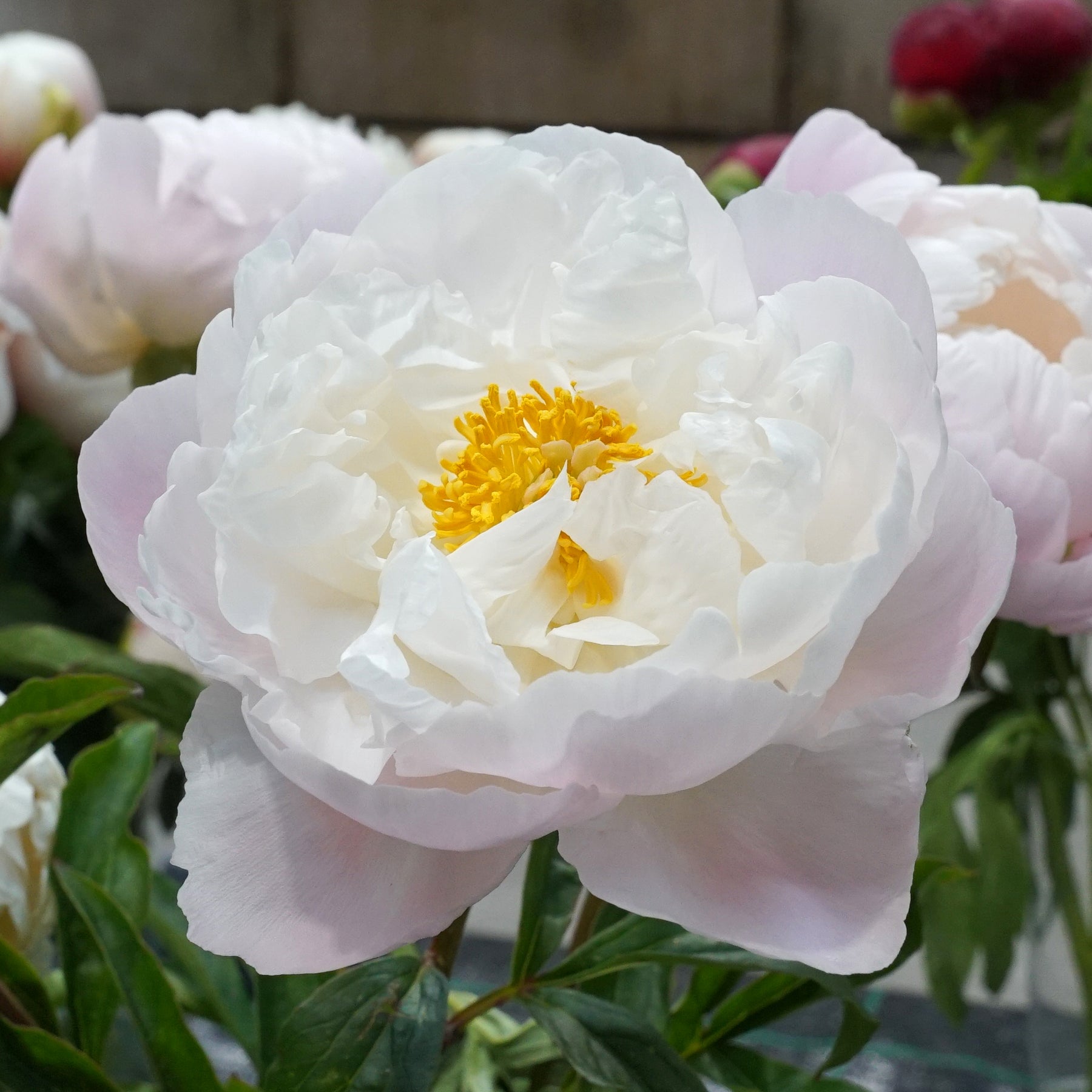 Peony Miss America