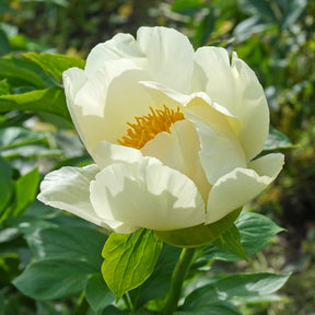 Peony Moonrise