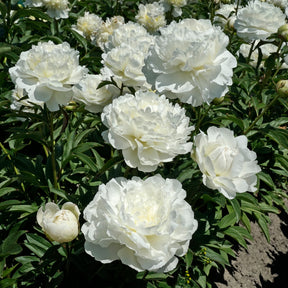 Peony Puffed Cotton