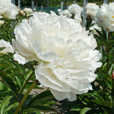 Peony Puffed Cotton