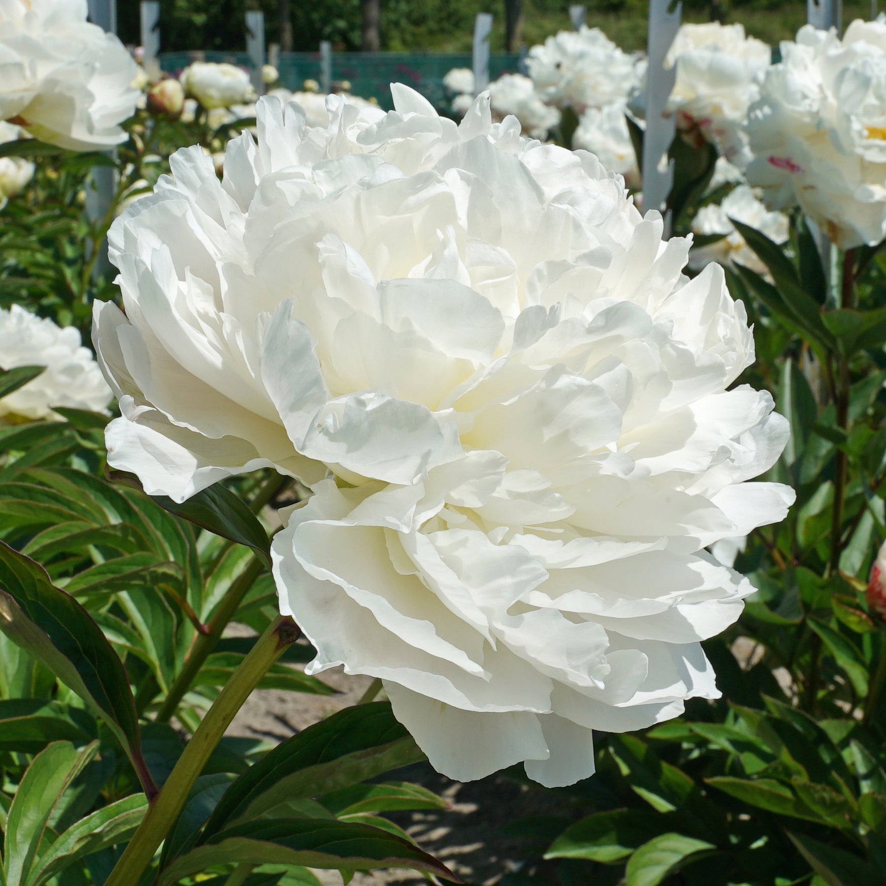 Peony Puffed Cotton