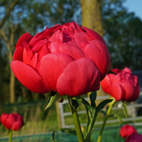 Peony Raspberry Charm