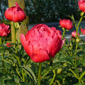 Peony Raspberry Charm