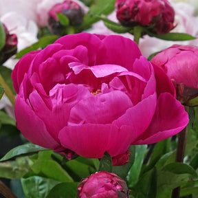 Peony Fiona (Red Sarah Bernhardt)