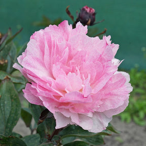 Peony Sarah Bernhardt Unique