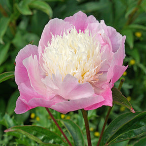 Peony She's My Star