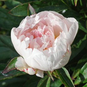 Peony Steve's Choice