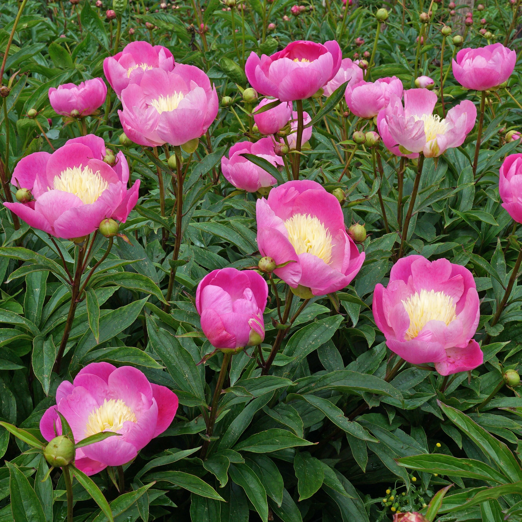 Peony Wladyslawa