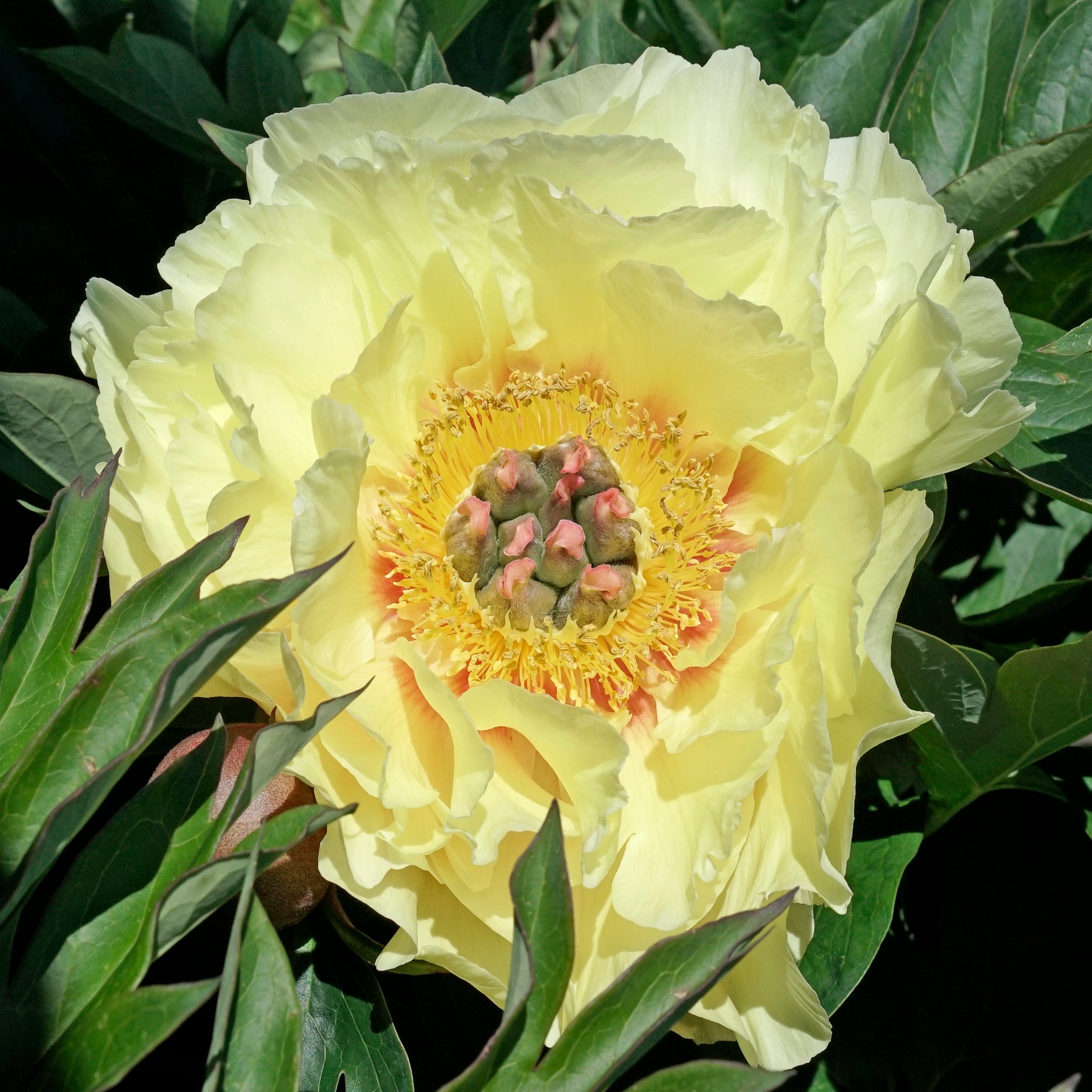 Peony Garden Treasure (Itoh)