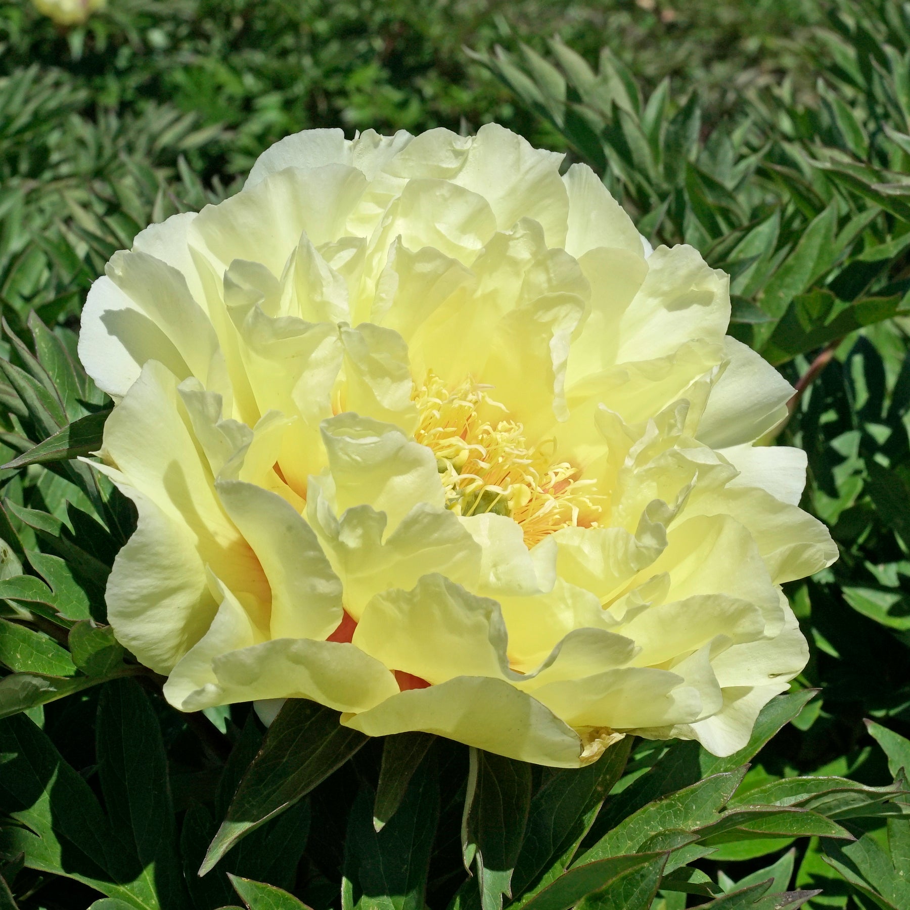 Peony Garden Treasure (Itoh)