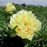 Peony Garden Treasure (Itoh)