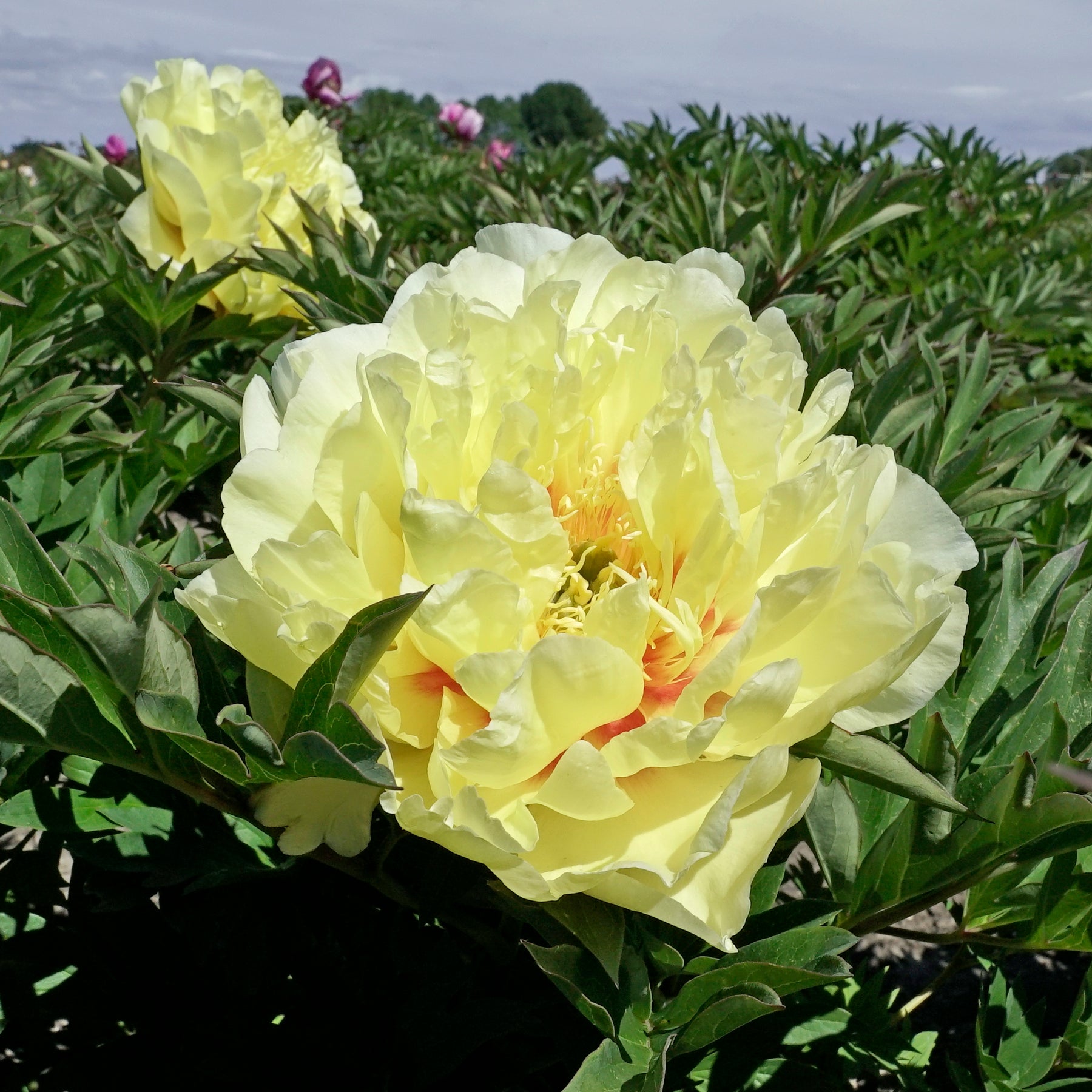 Peony Garden Treasure (Itoh)