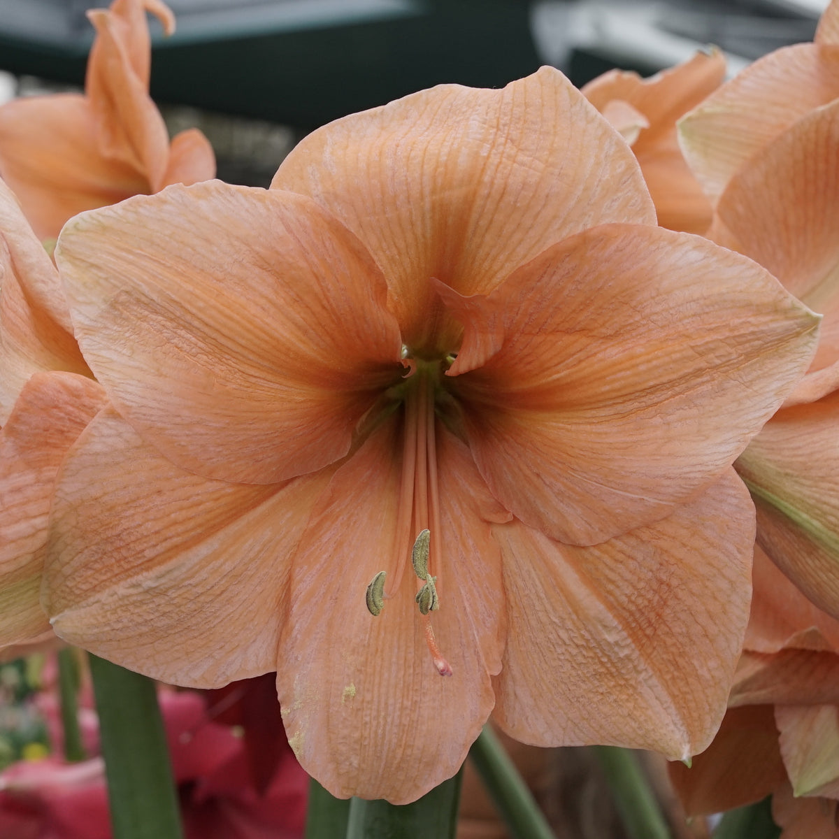 Amaryllis Rilona