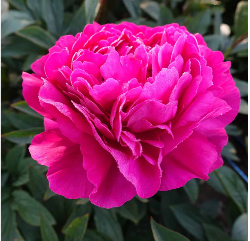 Peony Kansas