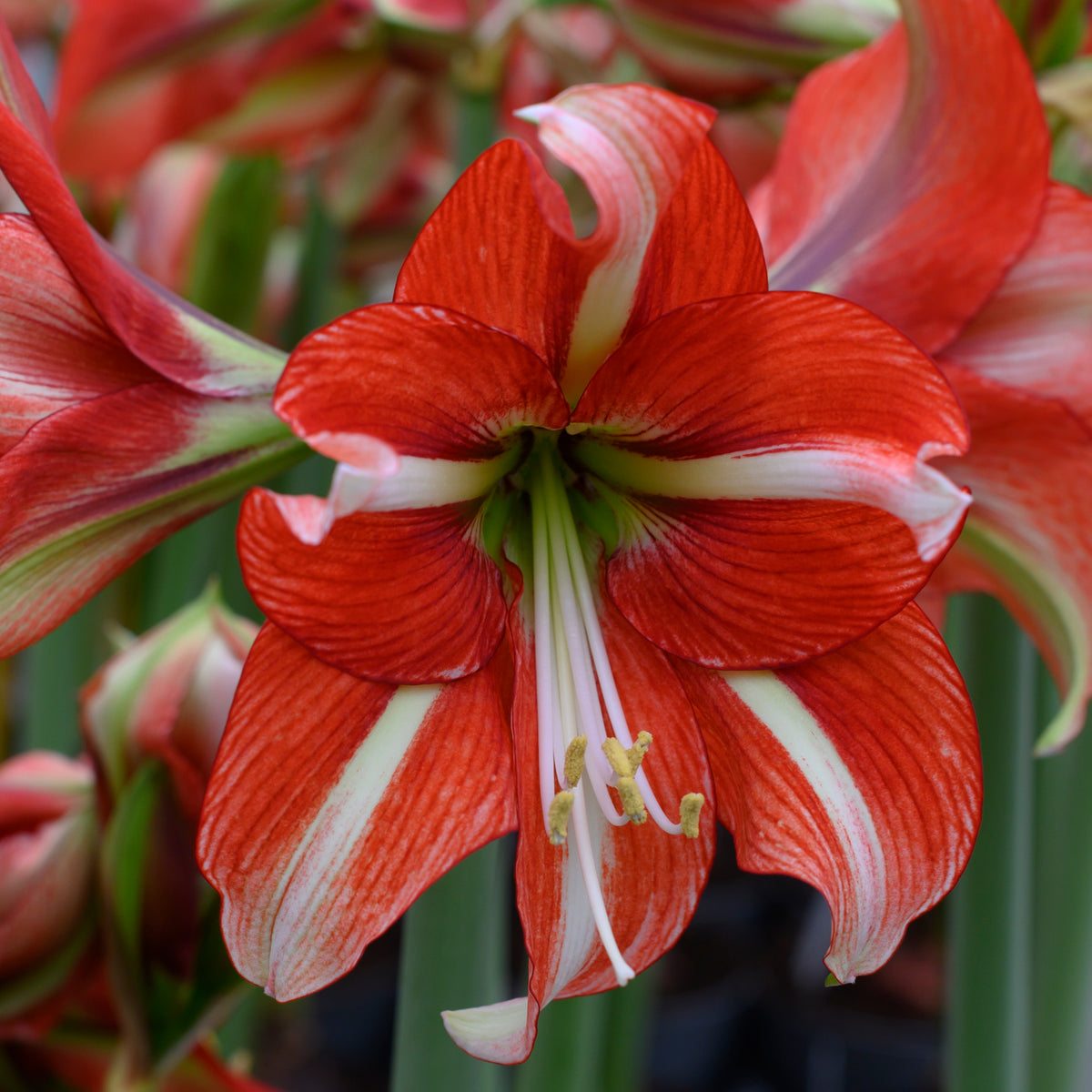 Amaryllis Sphinx