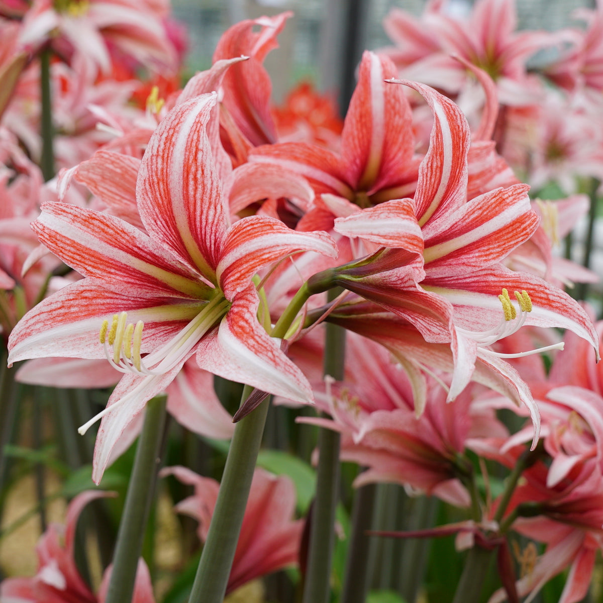 Amaryllis Sweet Lilian