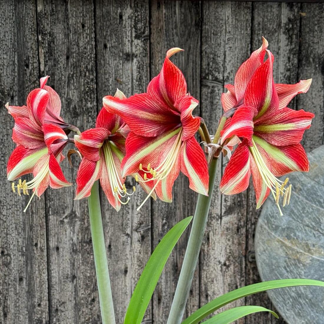 Amaryllis Ruby Star