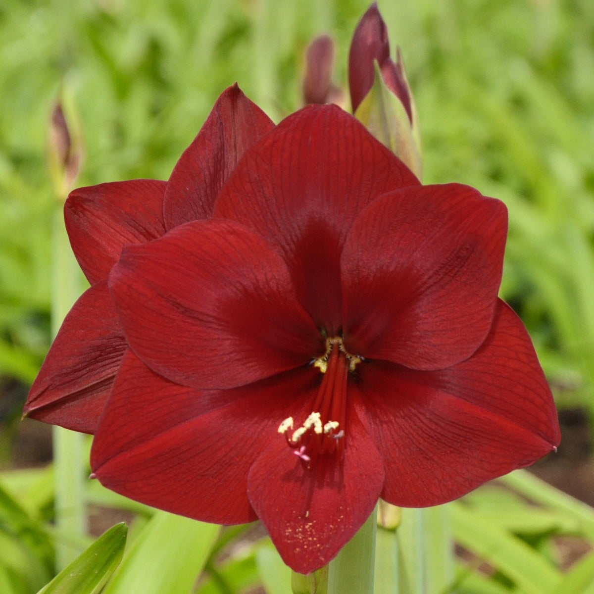 Amaryllis Orient