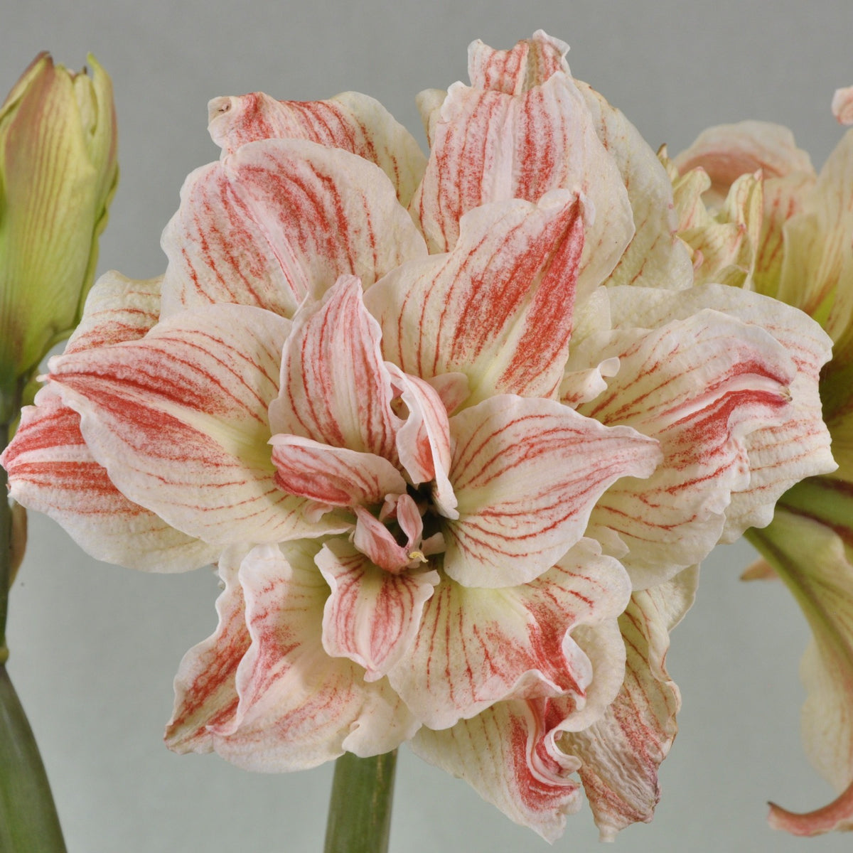 Amaryllis Striped Echo