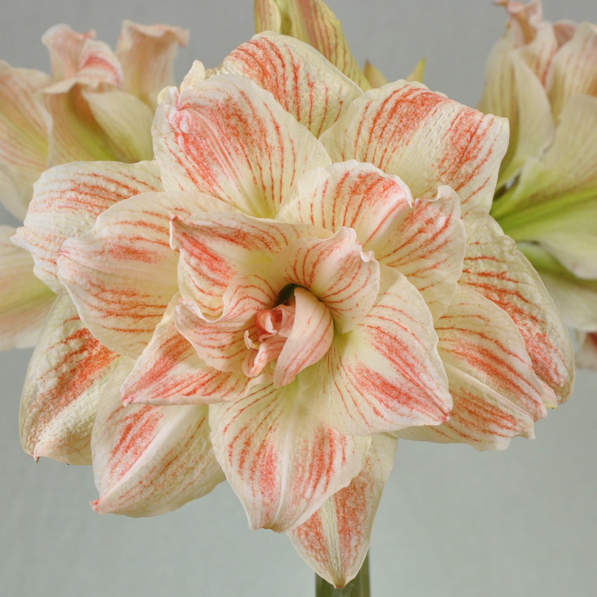 Amaryllis Striped Echo