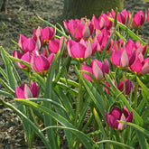 Tulipa humilis Persian Pearl