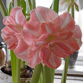 Amaryllis Beautiful Emotion