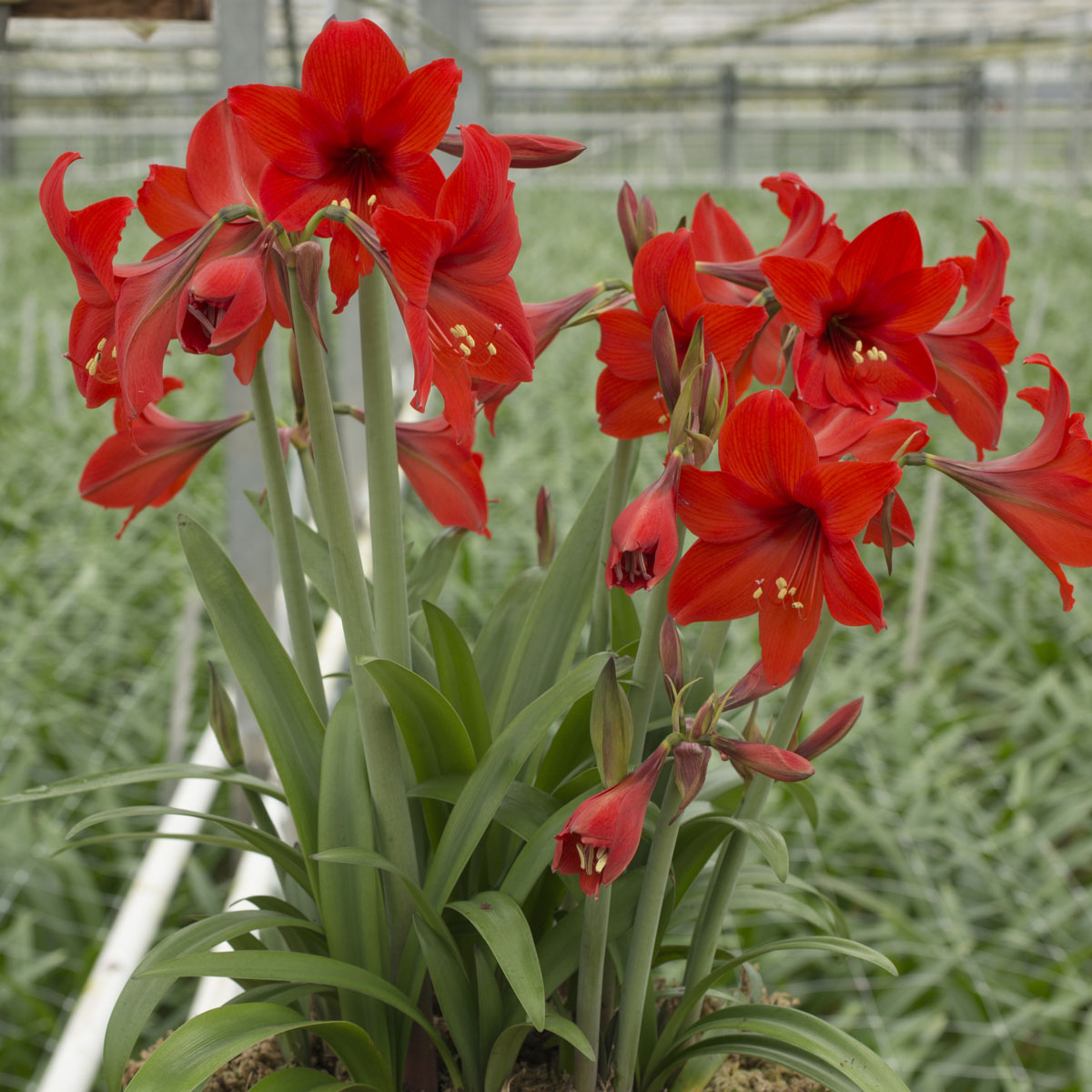 Amaryllis Garden Red