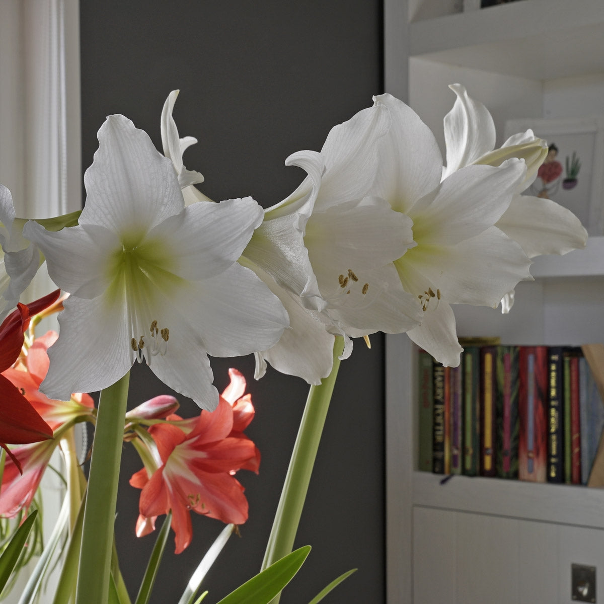 Amaryllis White Garden