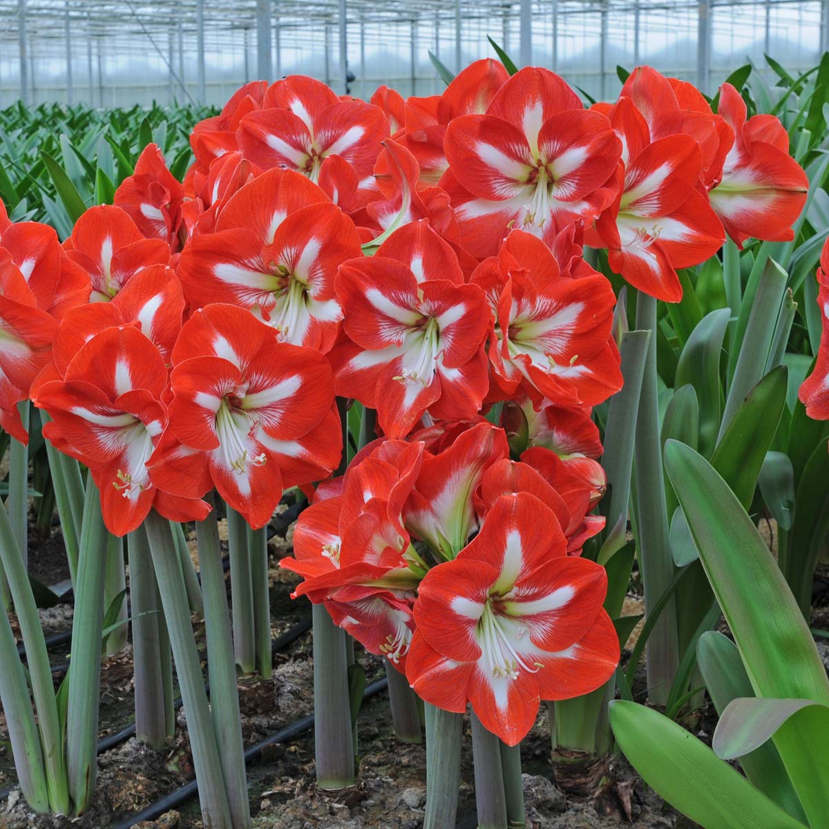 Amaryllis Stargazer