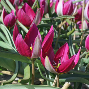 humilis Persian Pearl