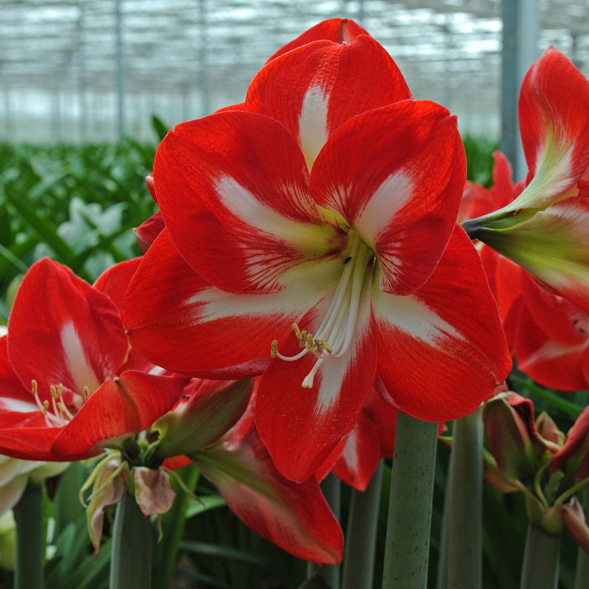 Amaryllis Stargazer