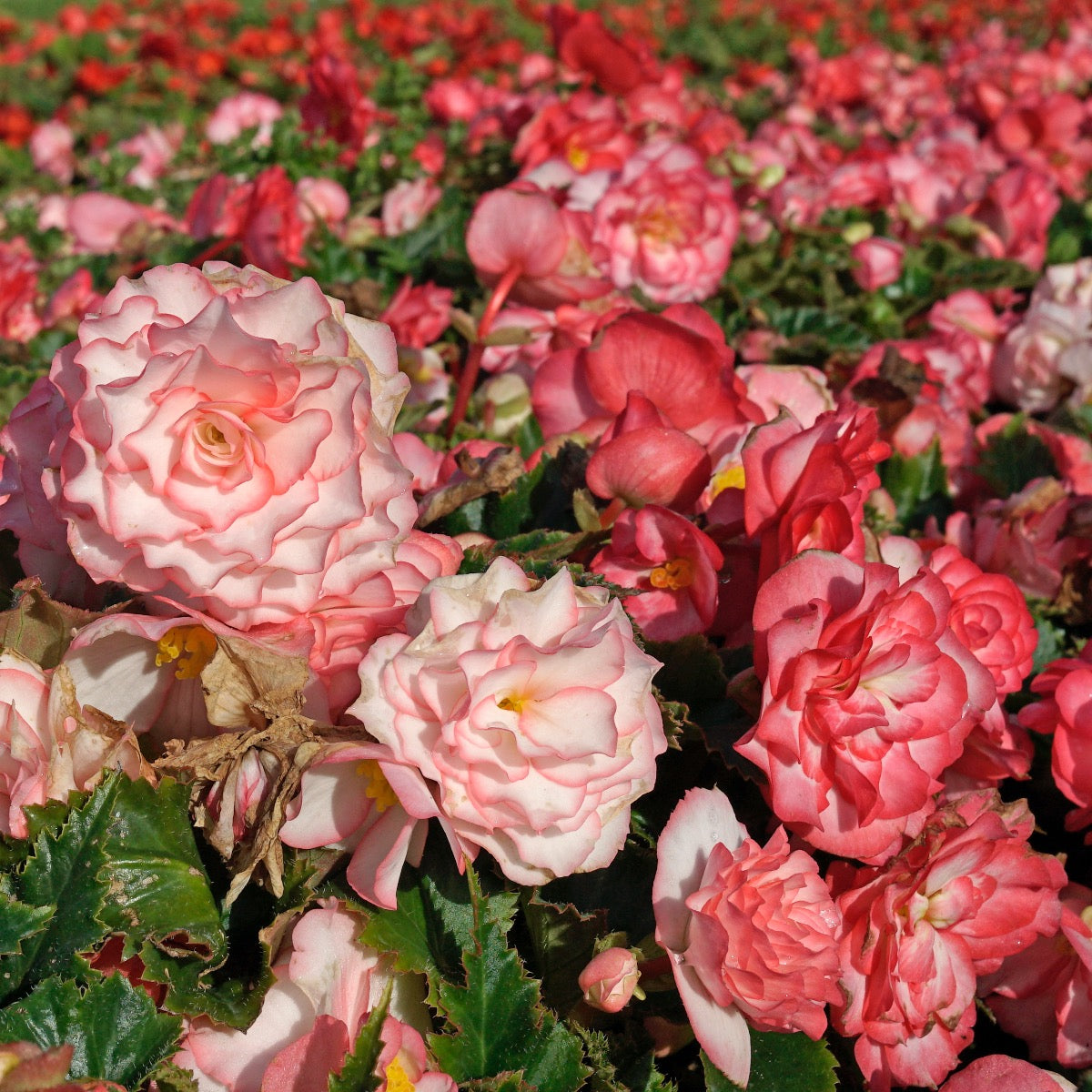 Begonia On Top Pink Halo