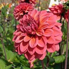 Dahlia Salmon Runner