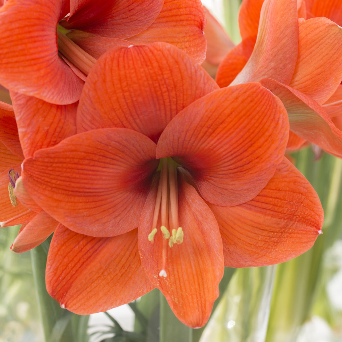 Amaryllis Naranja