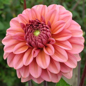 Dahlia Salmon Runner