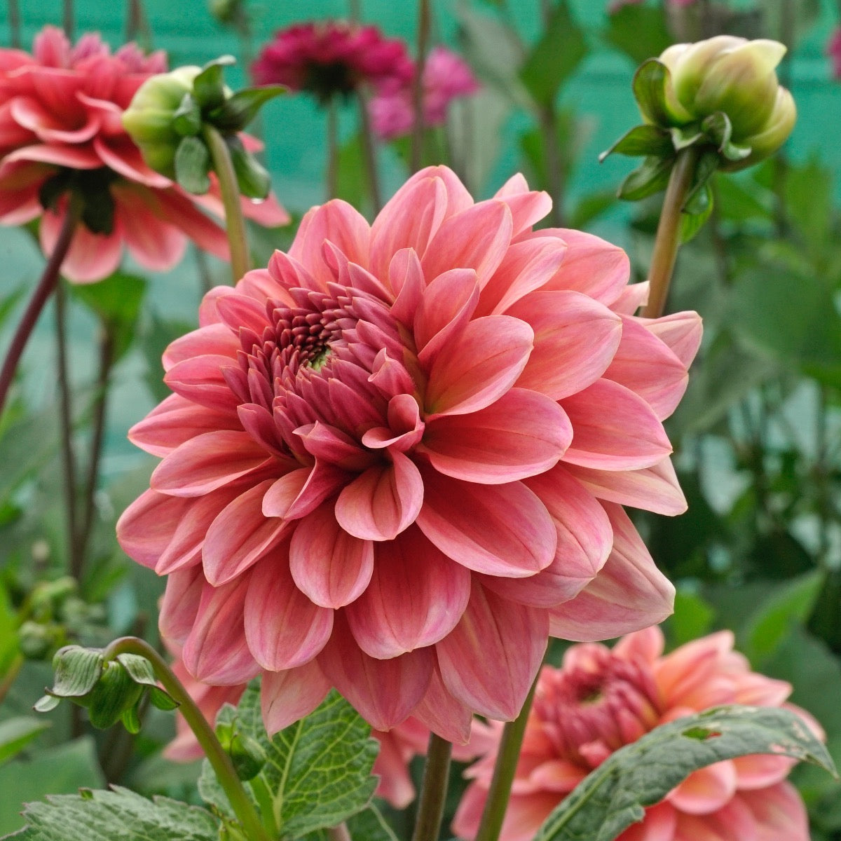 Dahlia Salmon Runner