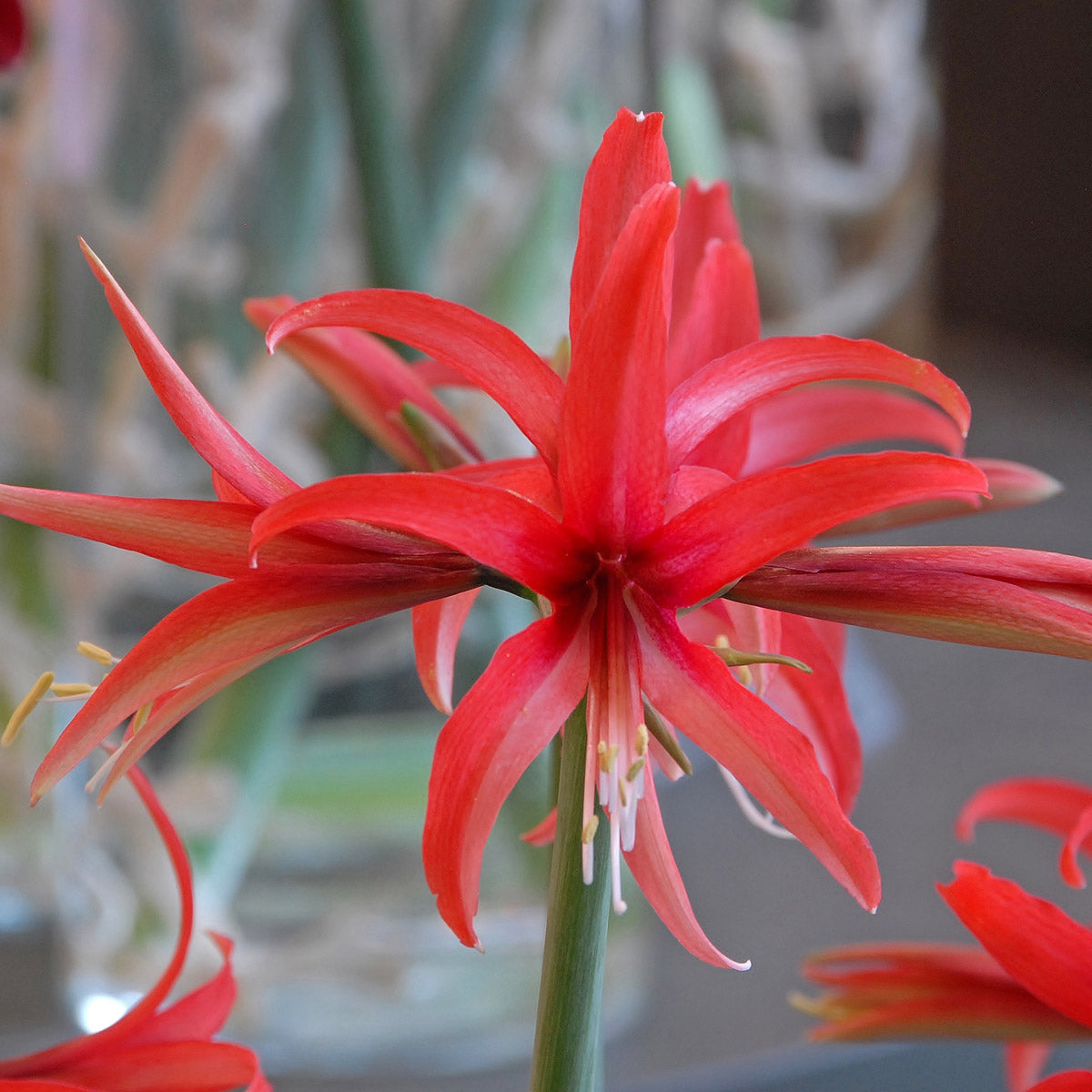 Amaryllis Rosado