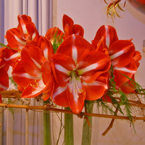 Amaryllis Stargazer