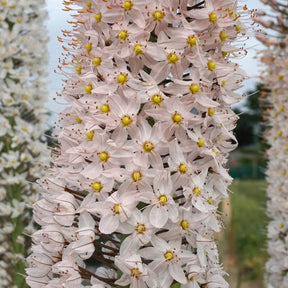 Eremurus robustus