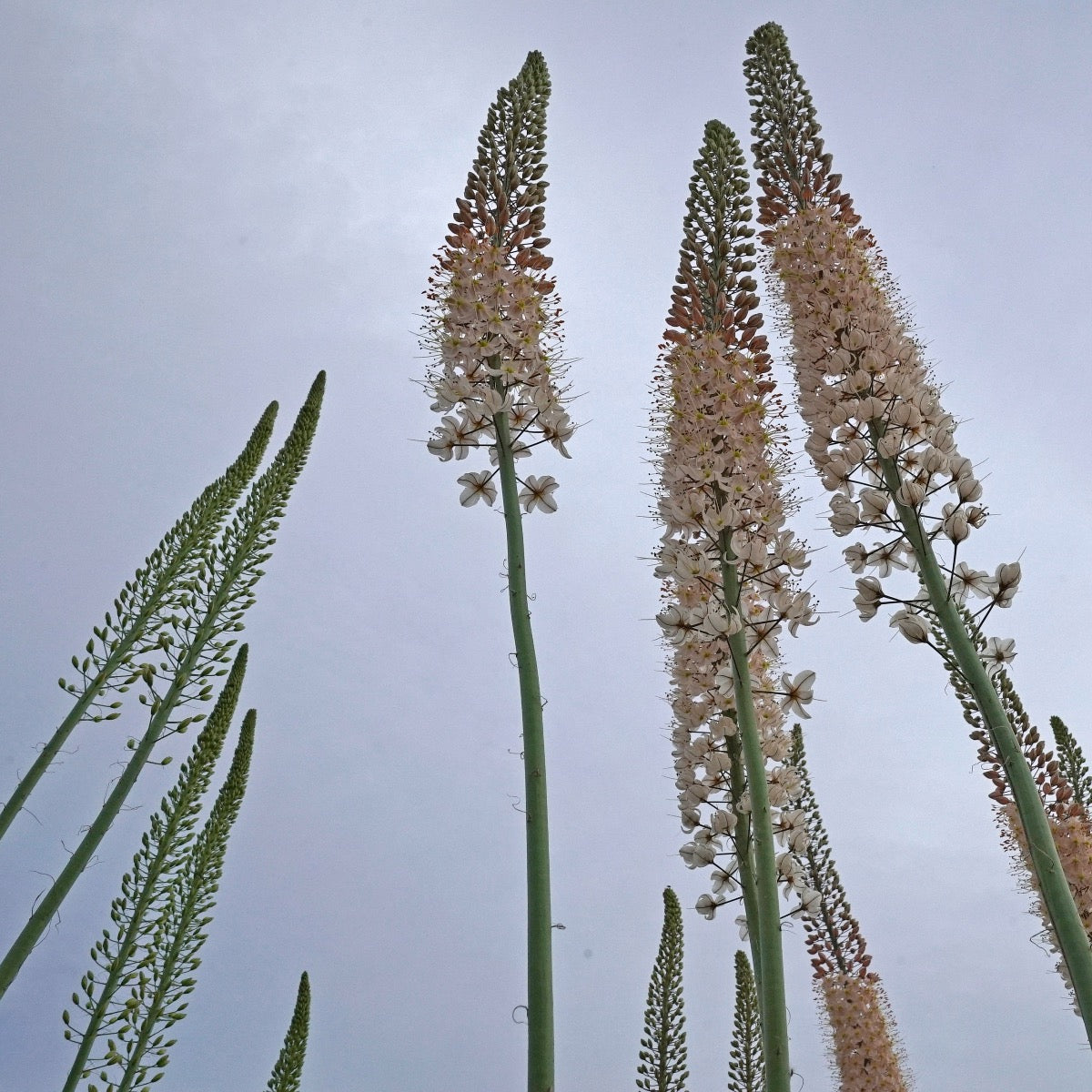 Eremurus robustus