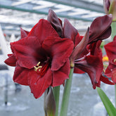 Amaryllis Mandela