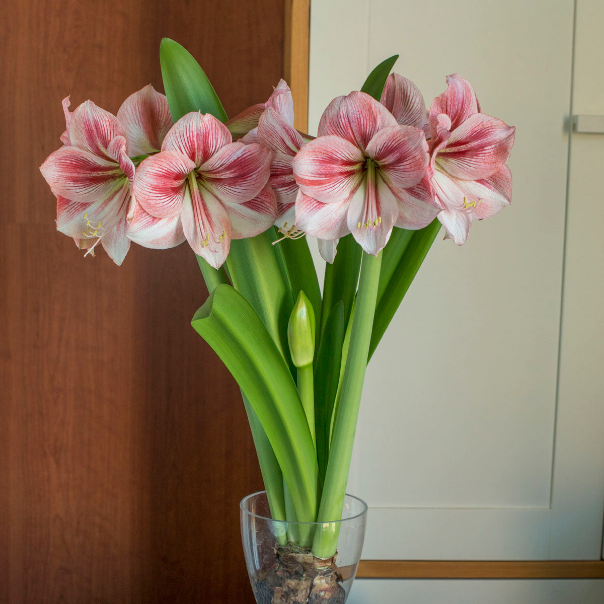 Amaryllis Provence