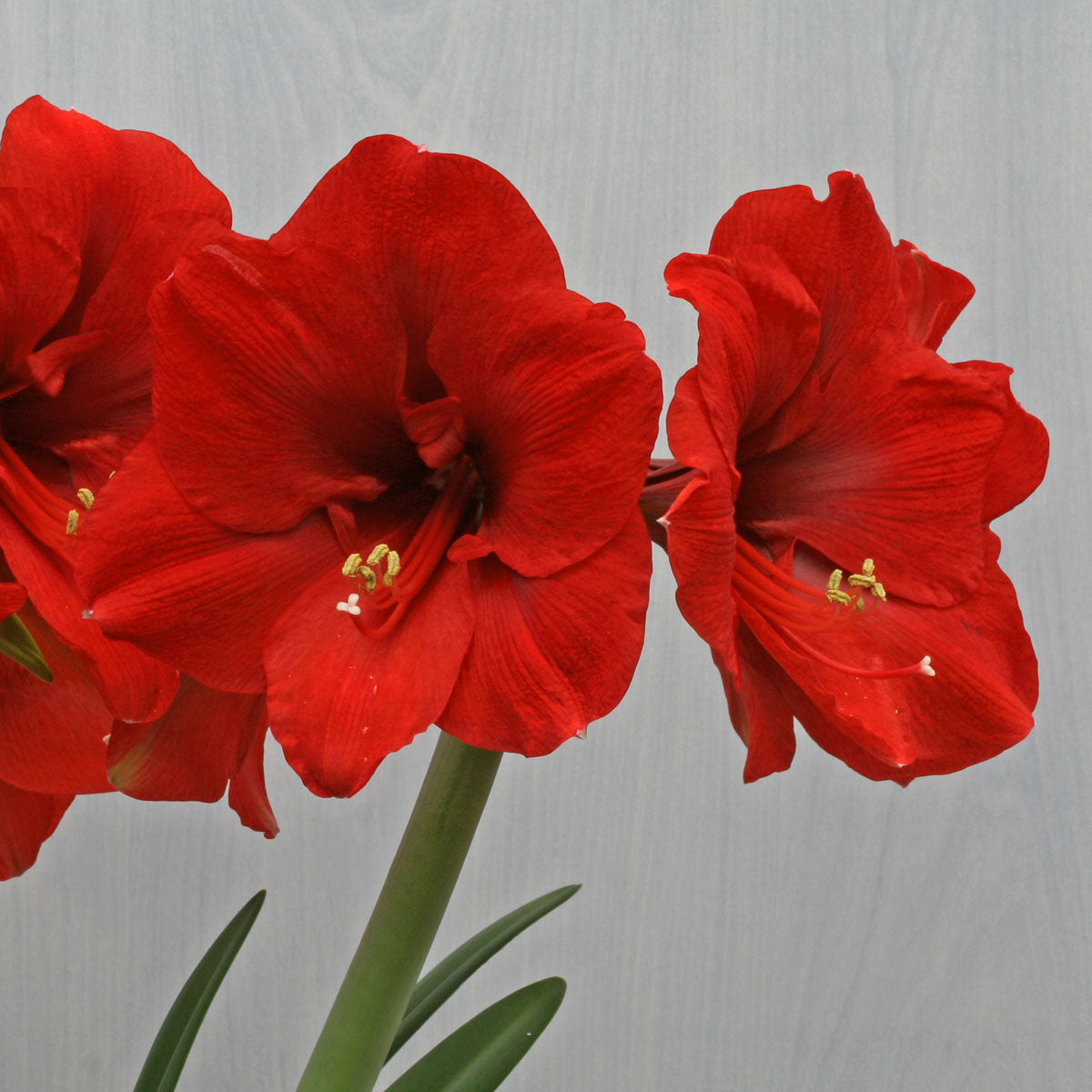 Amaryllis Ferrari