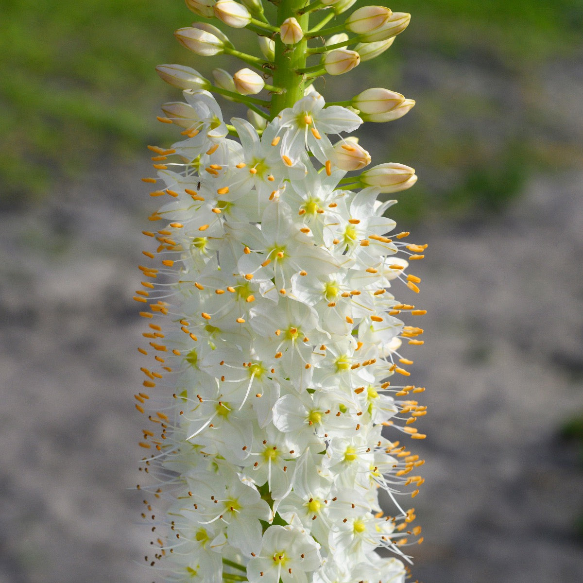 Eremurus himalaicus