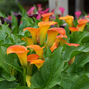 Zantedeschia Brunello